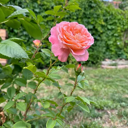 Kontor - Zentral Wohnen In アパート ナウムブルク